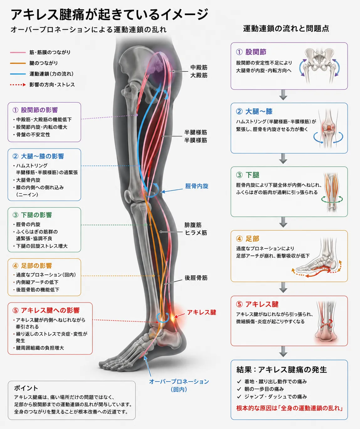 なぜ、身体は「整えても戻る」のか?――神経筋制御から読み解く、ピラティスと身体調律
